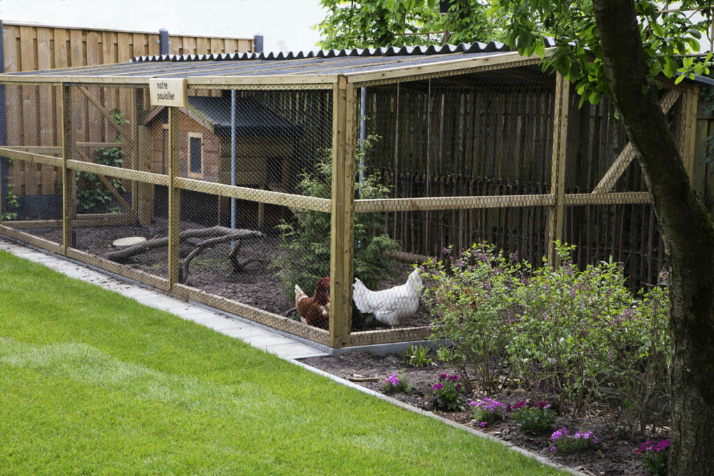 Tuin-met-kippen